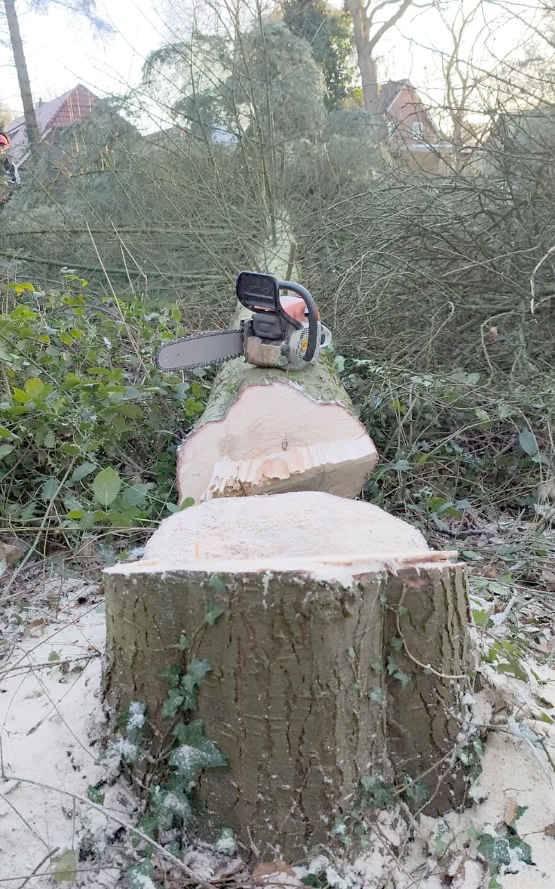 Baumfällung im Garten.